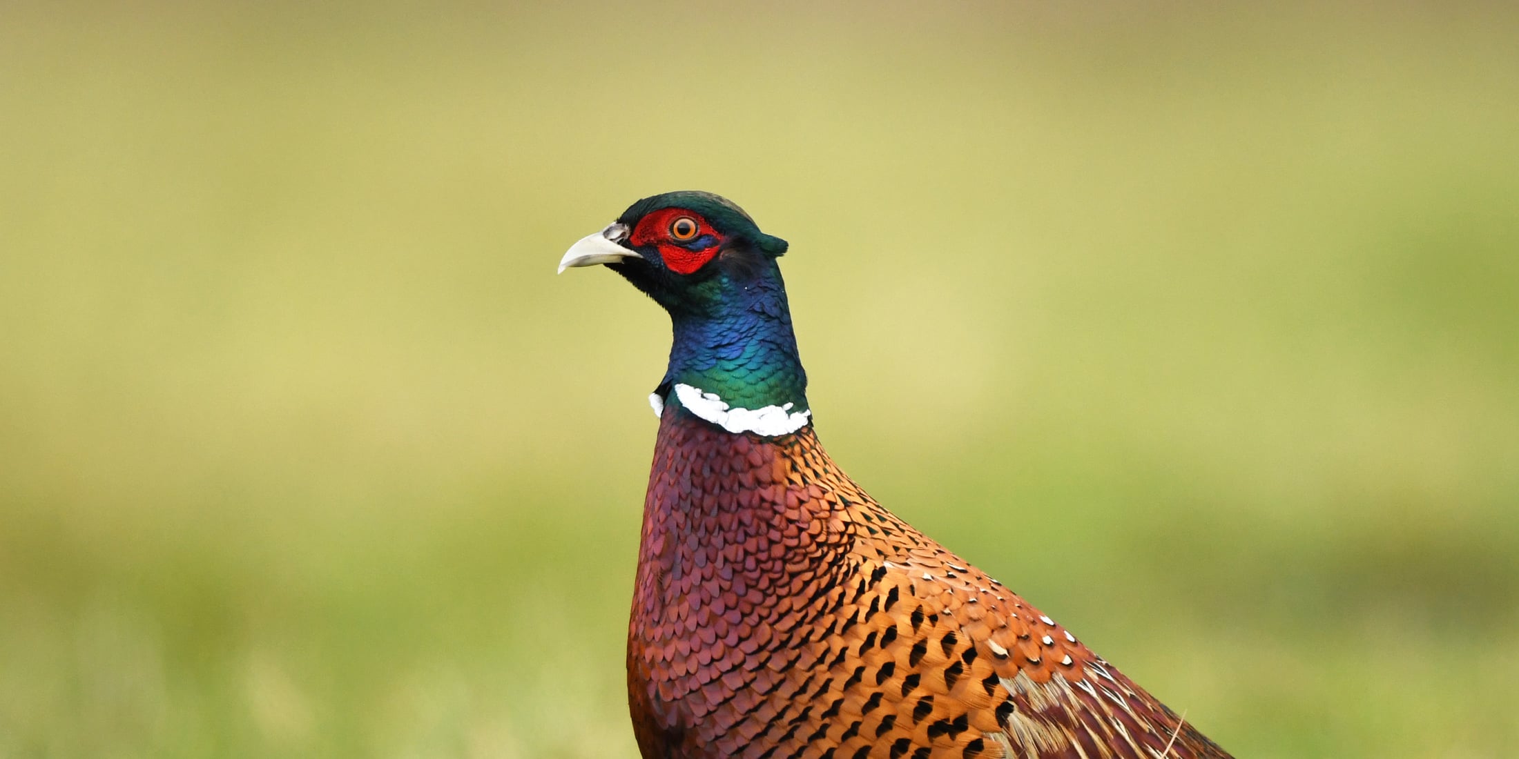 Pistor Blog Wildvogel Fasan