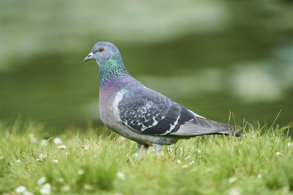 Pistor Blog Wildvogel Taube