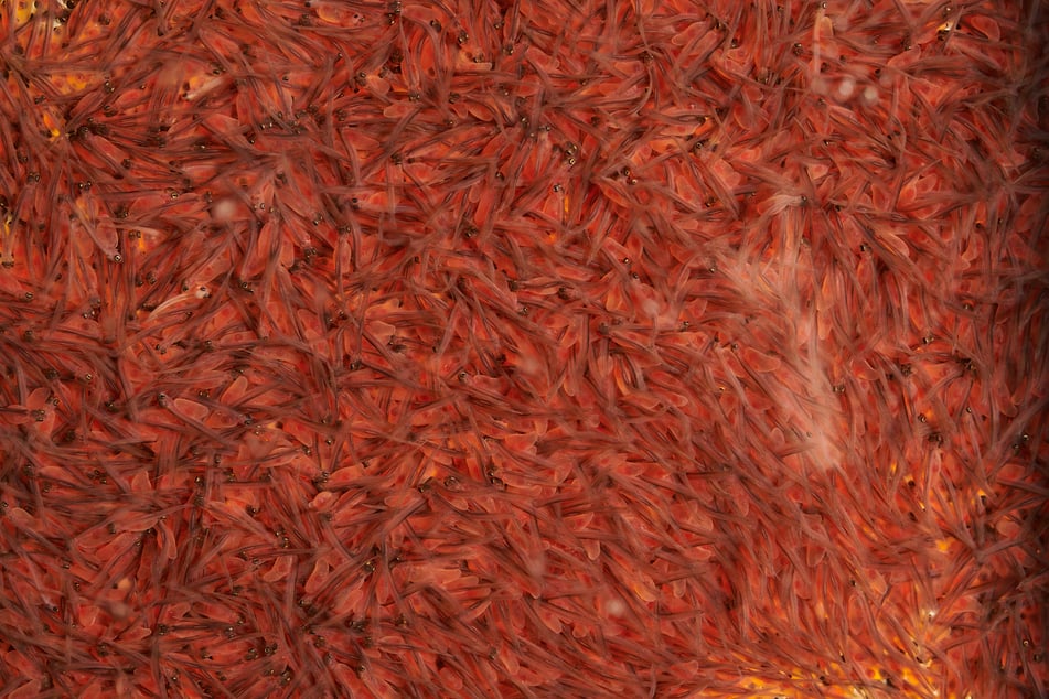 Swiss Lachs Lostallo Lachslarven 1