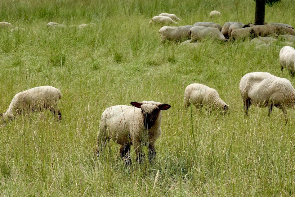 Pistor Weidenlamm Ostern Lamm Fleisch