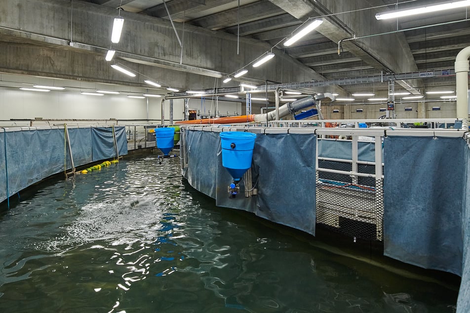 Swiss Lachs Lostallo Rundbecken