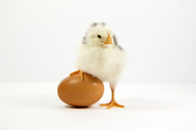 Wissen Ei Eierschale Kücken