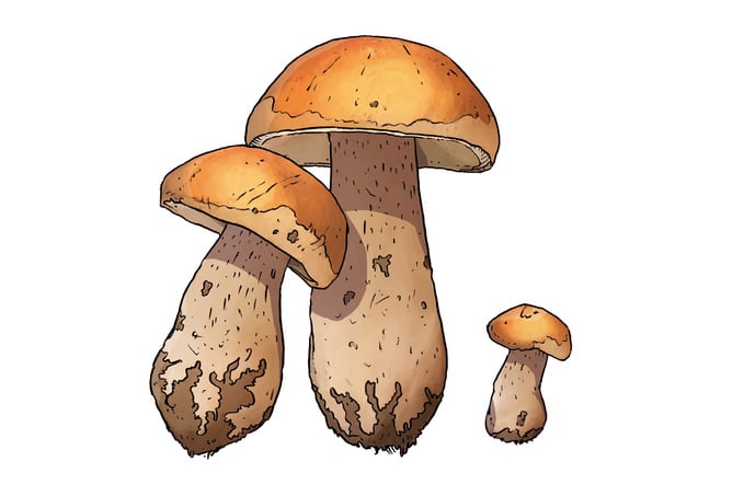Pistor, Inspiration, Saison, Amuse Bouche, Steinpilz, Illustration
