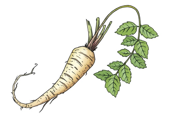 Pistor Inspiration Pastinake illu