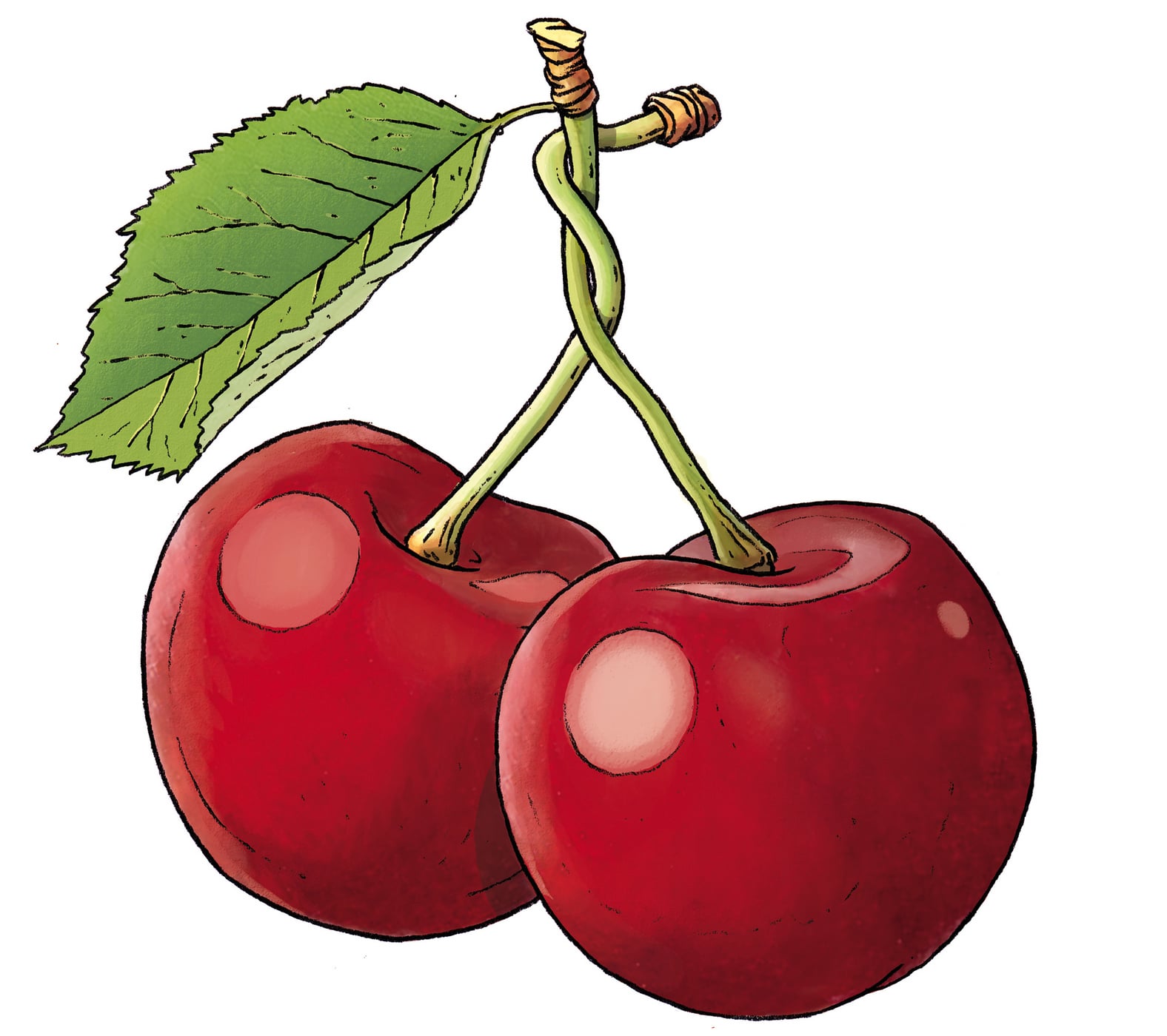 Kirsche Inspiration Amuse Bouche Illustration