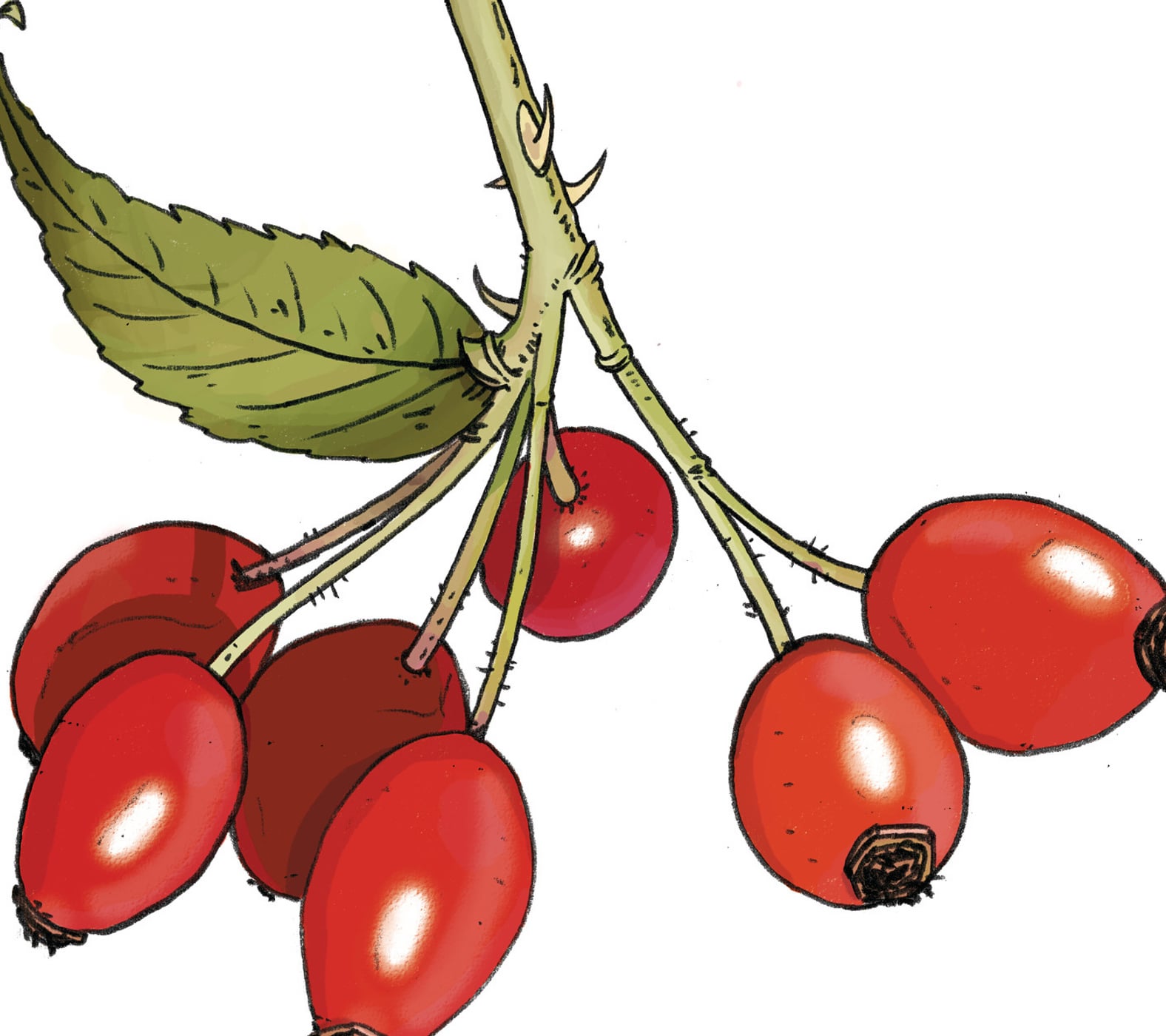 Pistor Inspiration HAGEBUTTE fix