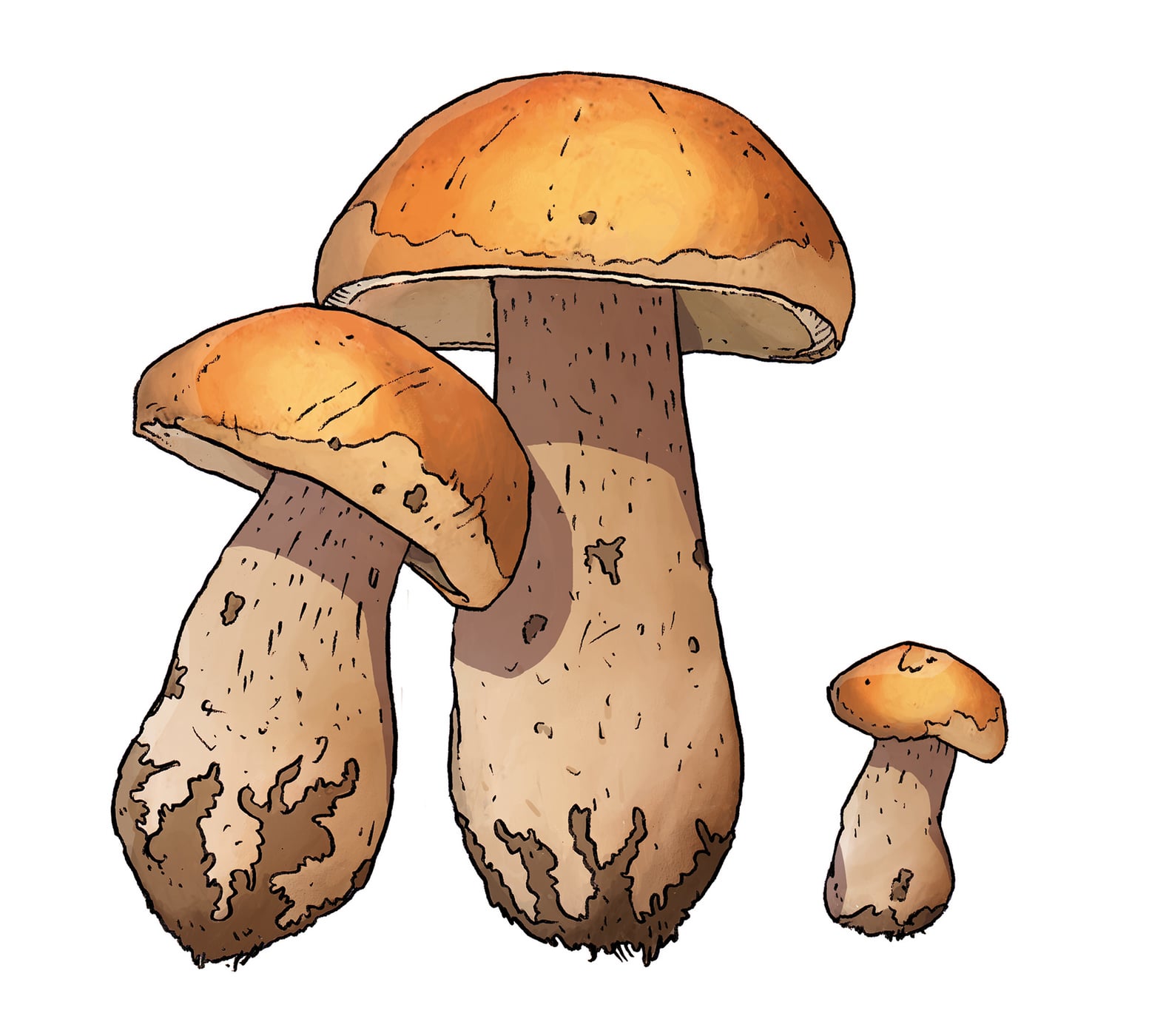 Pistor, Inspiration, Saison, Amuse Bouche, Steinpilz, Illustration