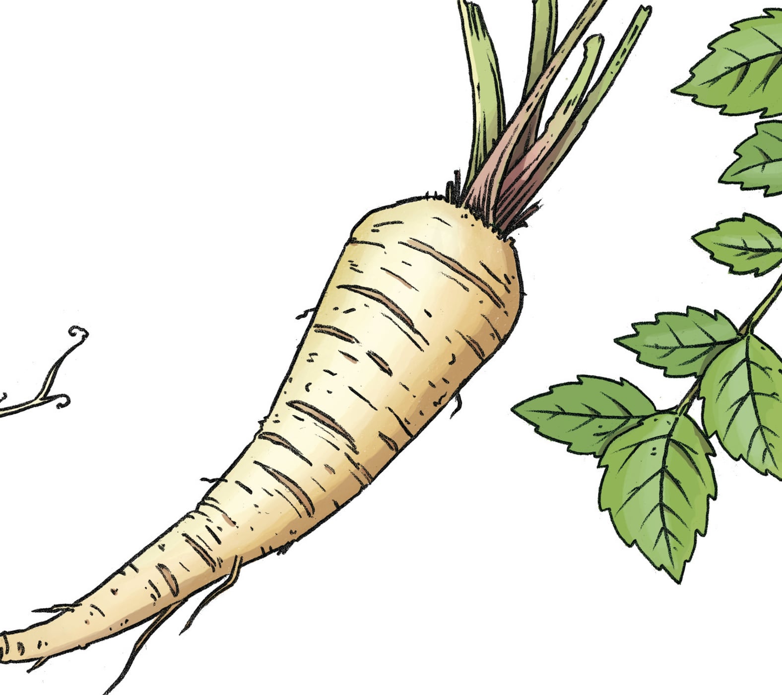 Pistor Inspiration Pastinake illu