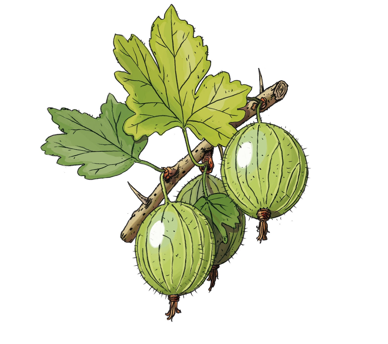 Inspiration Stachelbeere