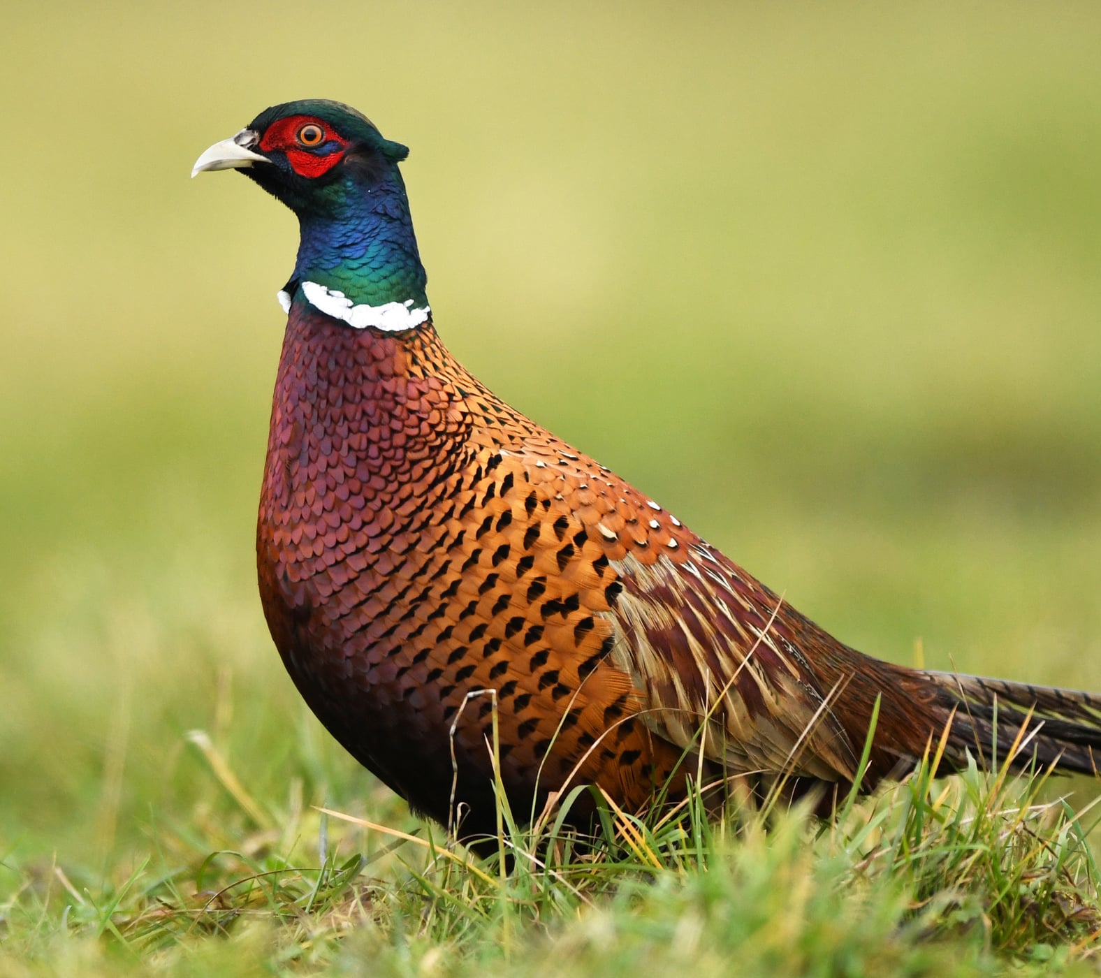 Pistor Blog Wildvogel Fasan