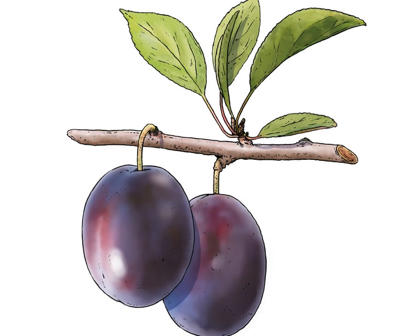 Zwetschge, Aroma, Amuse bouche