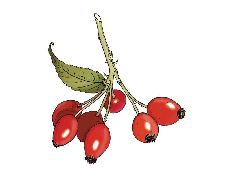 Pistor Inspiration HAGEBUTTE fix