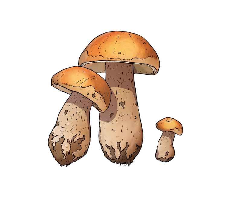 Pistor, Inspiration, Saison, Amuse Bouche, Steinpilz, Illustration