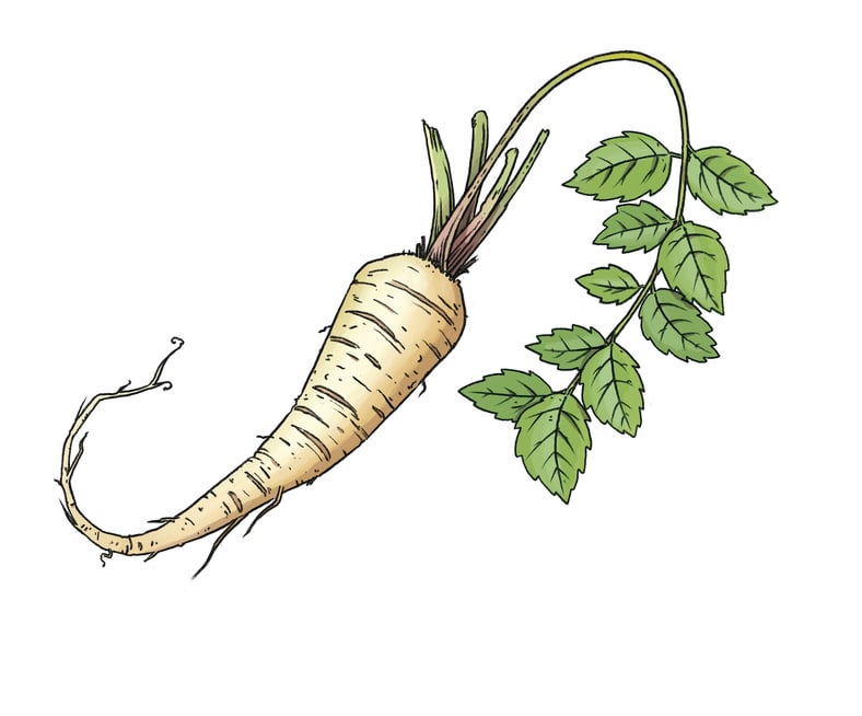 Pistor Inspiration Pastinake illu