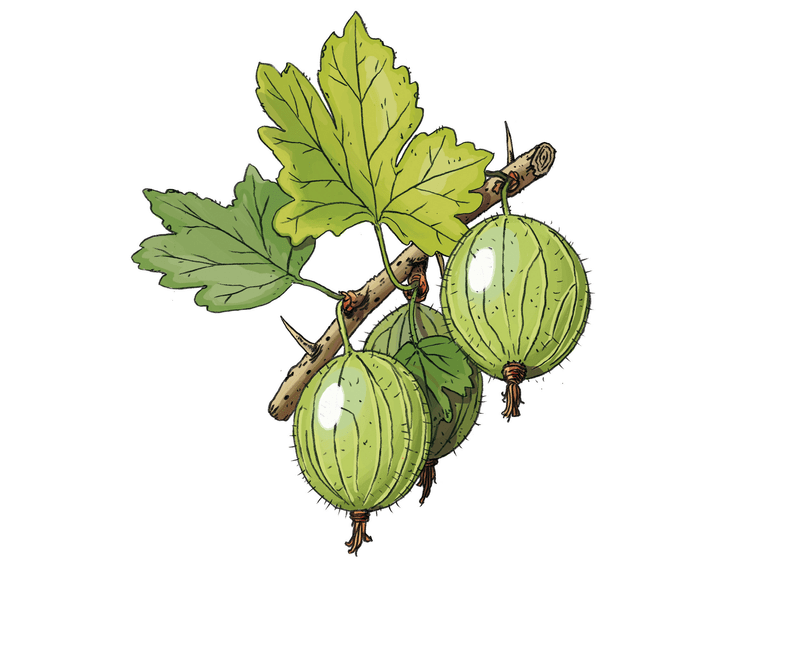 Inspiration Stachelbeere