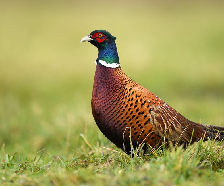 Pistor Blog Wildvogel Fasan